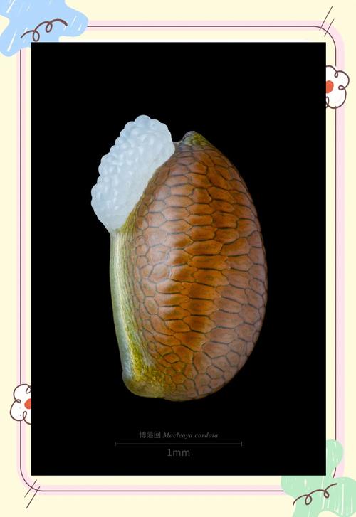 博落回的养殖方法和注意事项，博落回植物图片？-第3张图片-优品飞百科