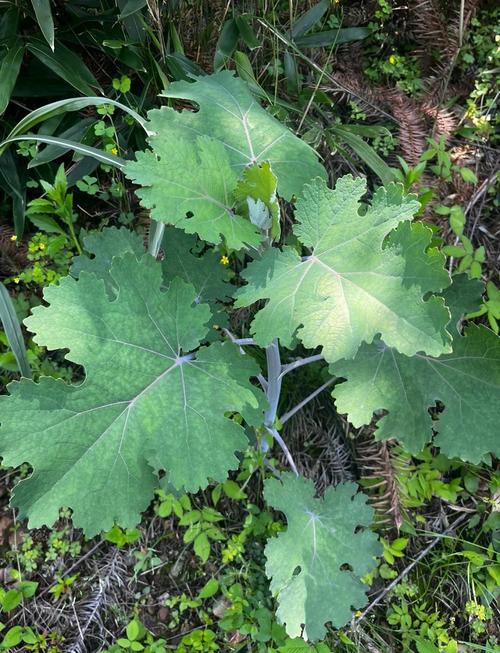 博落回的养殖方法和注意事项，博落回植物图片？-第2张图片-优品飞百科