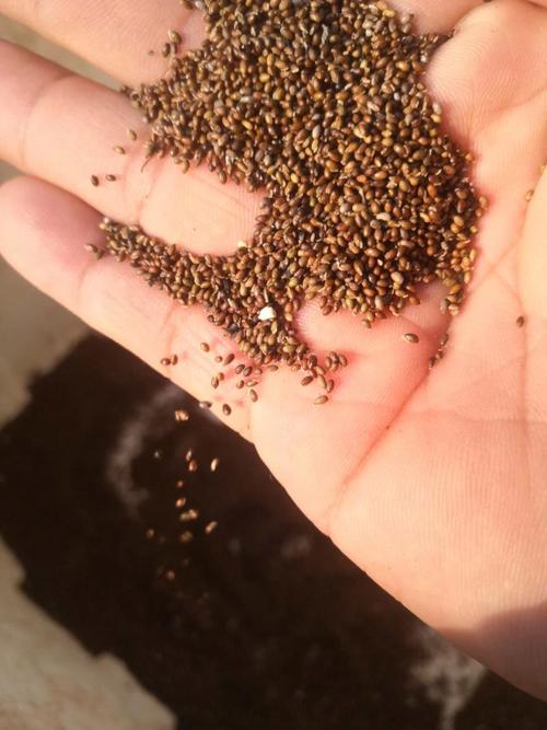 博落回的养殖方法和注意事项，博落回植物图片？-第4张图片-优品飞百科