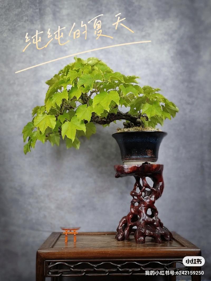 盆栽爬山虎在室外能过冬吗，冬季要不要剪枝？盆栽爬山虎冬天会死吗？-第1张图片-优品飞百科