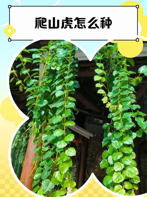 盆栽爬山虎在室外能过冬吗，冬季要不要剪枝？盆栽爬山虎冬天会死吗？-第2张图片-优品飞百科