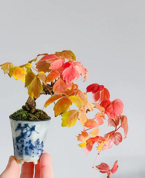 盆栽爬山虎在室外能过冬吗，冬季要不要剪枝？盆栽爬山虎冬天会死吗？-第3张图片-优品飞百科