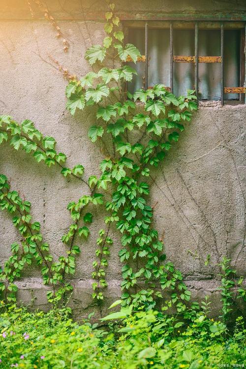 盆栽爬山虎在室外能过冬吗，冬季要不要剪枝？盆栽爬山虎冬天会死吗？-第5张图片-优品飞百科