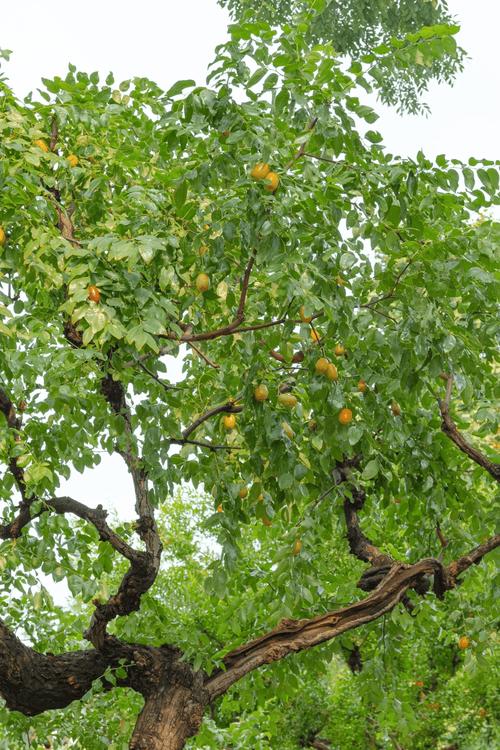 为什么说枣树是凶树，门前种枣树大忌-第1张图片-优品飞百科