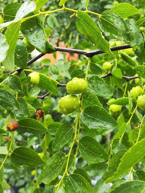 为什么说枣树是凶树，门前种枣树大忌-第2张图片-优品飞百科