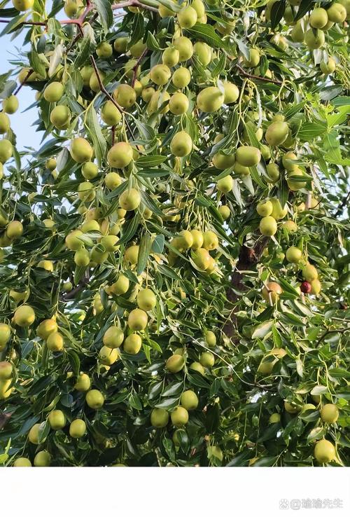 为什么说枣树是凶树，门前种枣树大忌-第3张图片-优品飞百科