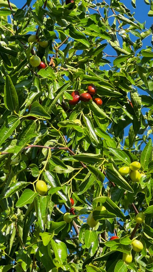 为什么说枣树是凶树，门前种枣树大忌-第4张图片-优品飞百科