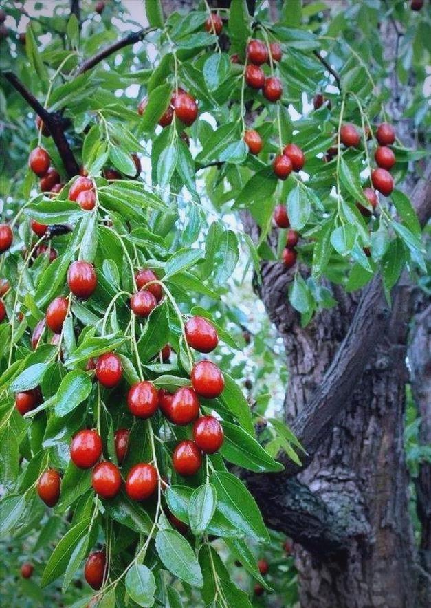 为什么说枣树是凶树，门前种枣树大忌-第5张图片-优品飞百科