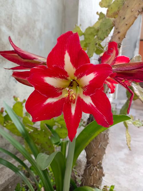 萱草和鸢尾的区别？鸢尾花和萱花哪种好养？