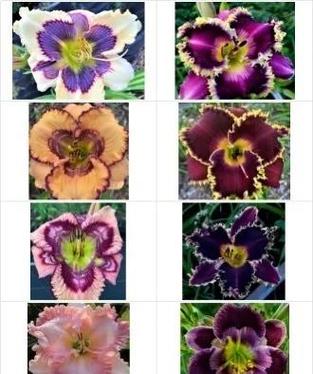 萱草和鸢尾的区别？鸢尾花和萱花哪种好养？-第2张图片-优品飞百科