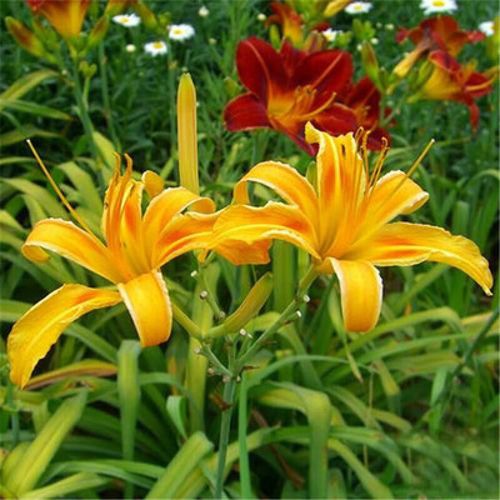 萱草和鸢尾的区别？鸢尾花和萱花哪种好养？-第3张图片-优品飞百科