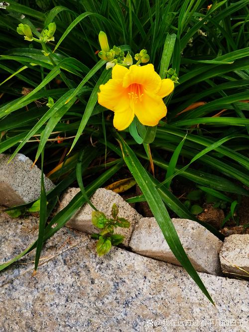 萱草和鸢尾的区别？鸢尾花和萱花哪种好养？-第4张图片-优品飞百科