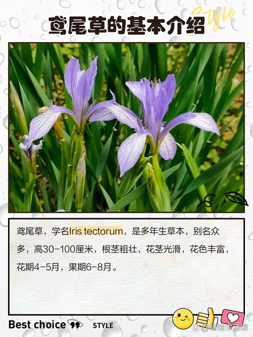 萱草和鸢尾的区别？鸢尾花和萱花哪种好养？-第5张图片-优品飞百科