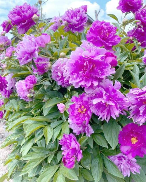 萱草和鸢尾的区别？鸢尾花和萱花哪种好养？-第6张图片-优品飞百科