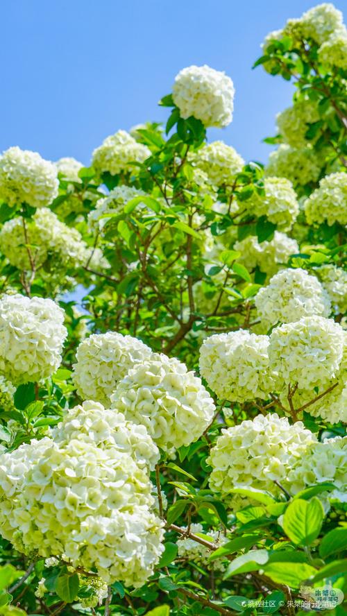 安庆适合养什么花，市花和市树是什么？安徽安庆适合种什么花？-第1张图片-优品飞百科