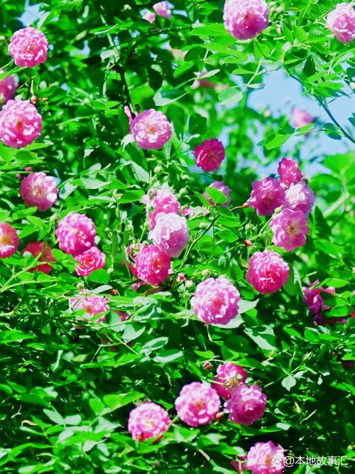 安庆适合养什么花，市花和市树是什么？安徽安庆适合种什么花？-第4张图片-优品飞百科