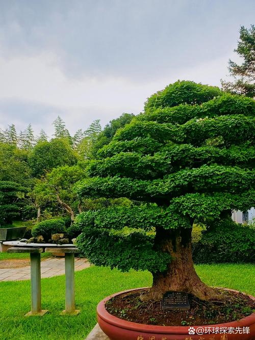 安庆适合养什么花，市花和市树是什么？安徽安庆适合种什么花？-第6张图片-优品飞百科