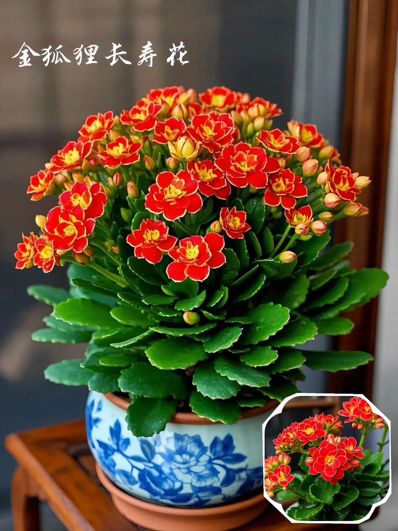 家里养长寿花有什么好处？家里养长寿花有啥讲究？-第1张图片-优品飞百科