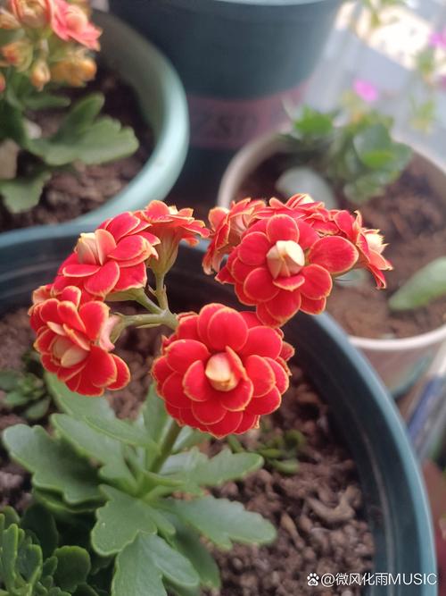 家里养长寿花有什么好处？家里养长寿花有啥讲究？-第2张图片-优品飞百科