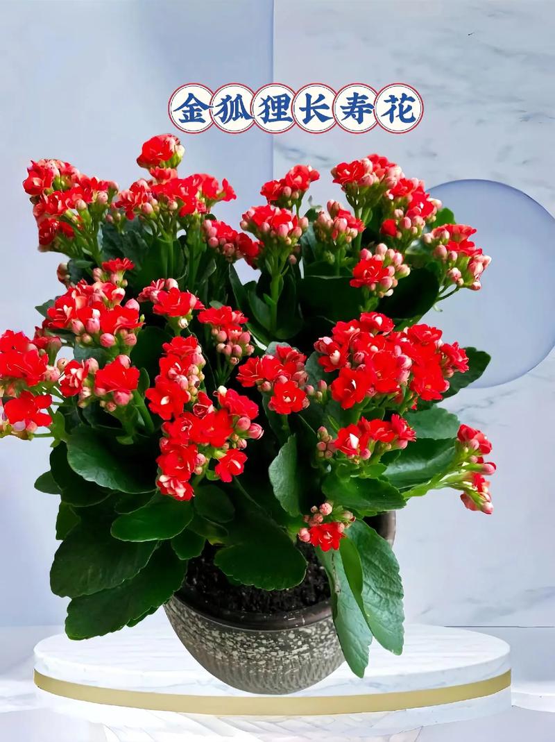 家里养长寿花有什么好处？家里养长寿花有啥讲究？-第4张图片-优品飞百科