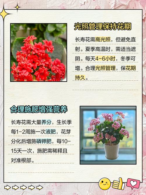 家里养长寿花有什么好处？家里养长寿花有啥讲究？-第6张图片-优品飞百科
