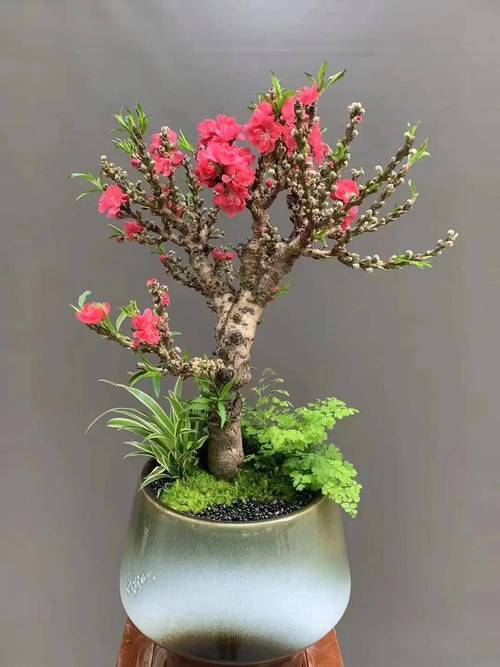 家里养长寿花有什么好处？家里养长寿花有啥讲究？-第8张图片-优品飞百科