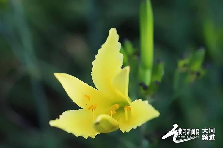 大同适合养什么花，市花和市树是什么，大同赏花景点-第1张图片-优品飞百科