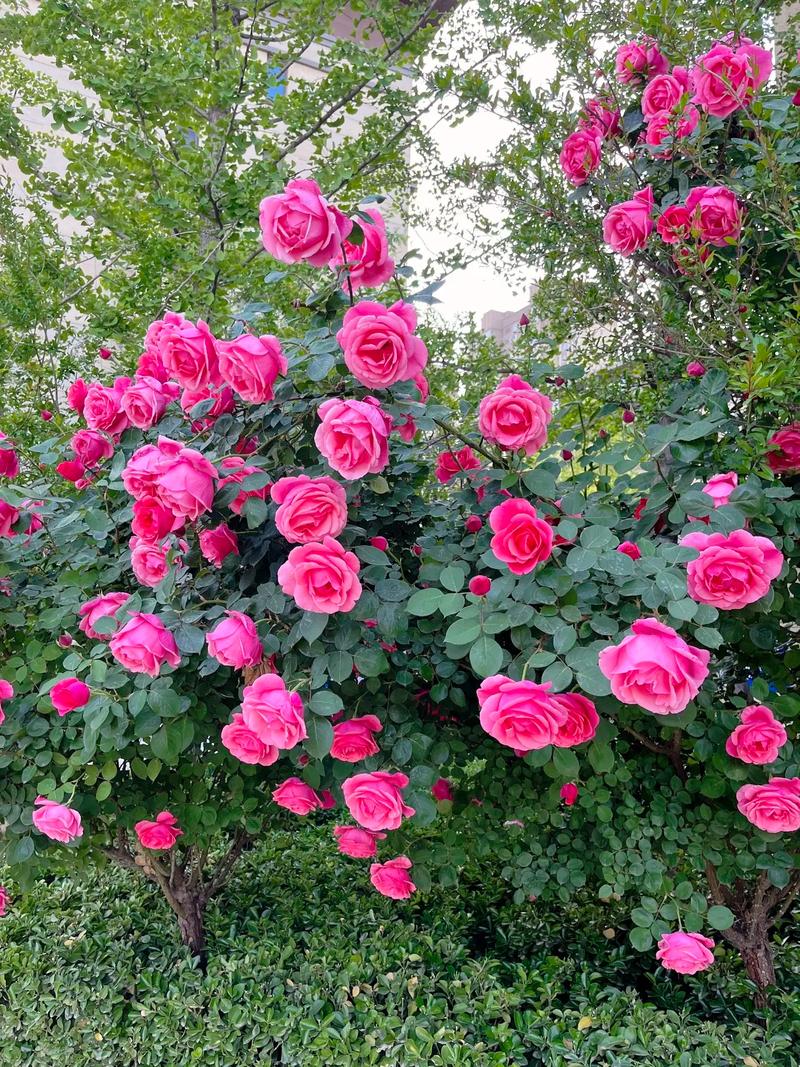 大同适合养什么花，市花和市树是什么，大同赏花景点-第2张图片-优品飞百科