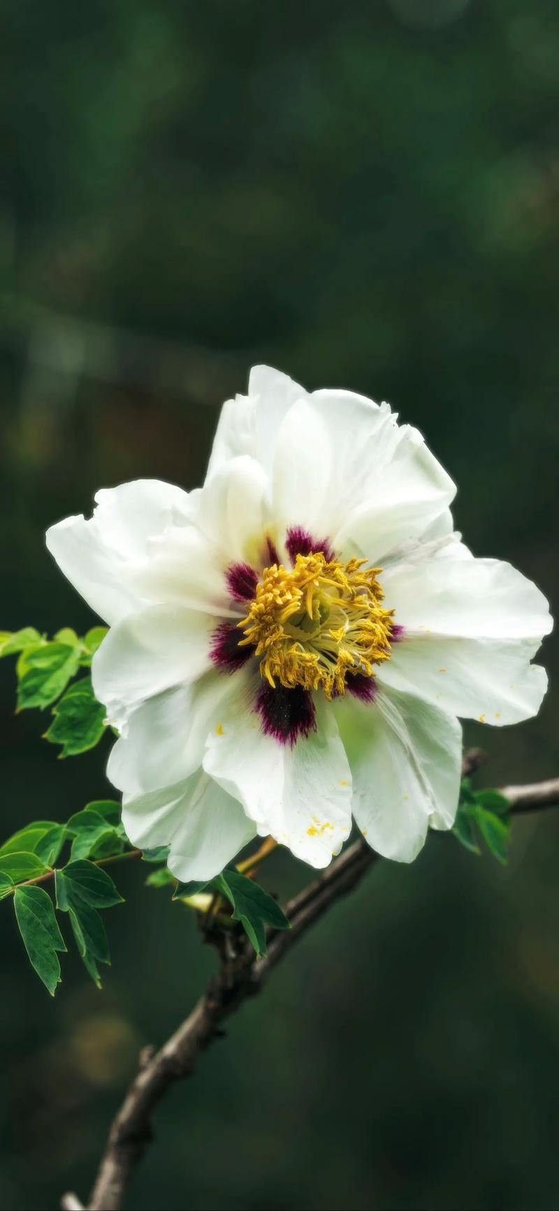 大同适合养什么花，市花和市树是什么，大同赏花景点-第3张图片-优品飞百科