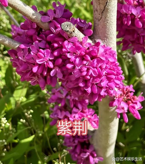 大同适合养什么花，市花和市树是什么，大同赏花景点-第5张图片-优品飞百科