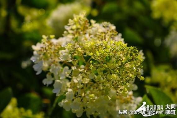 大同适合养什么花，市花和市树是什么，大同赏花景点-第7张图片-优品飞百科