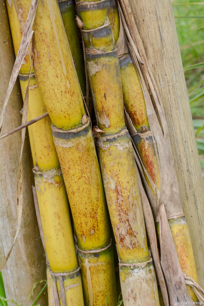 甘蔗是什么季节的，吃甘蔗会胖吗，吃甘蔗是几月份-第6张图片-优品飞百科