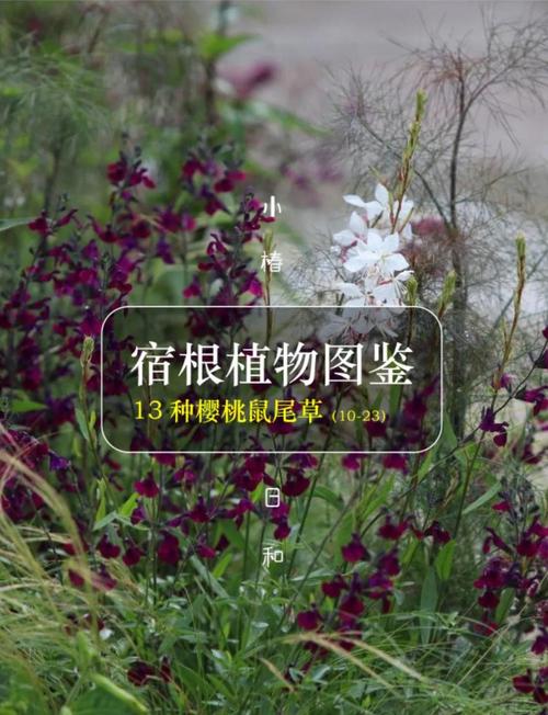 鼠掌老鹳草的养殖方法，鼠掌老鹳草的养殖方法视频？-第1张图片-优品飞百科