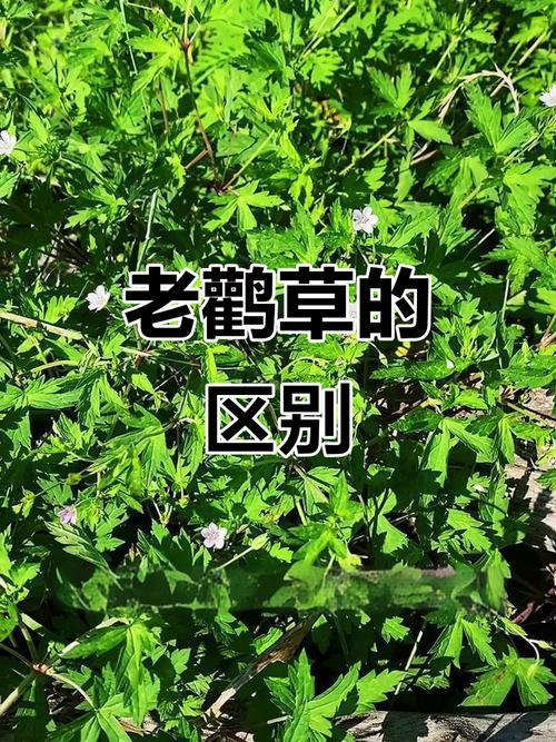 鼠掌老鹳草的养殖方法，鼠掌老鹳草的养殖方法视频？-第2张图片-优品飞百科