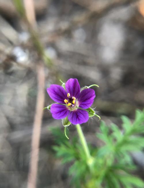 鼠掌老鹳草的养殖方法，鼠掌老鹳草的养殖方法视频？-第3张图片-优品飞百科