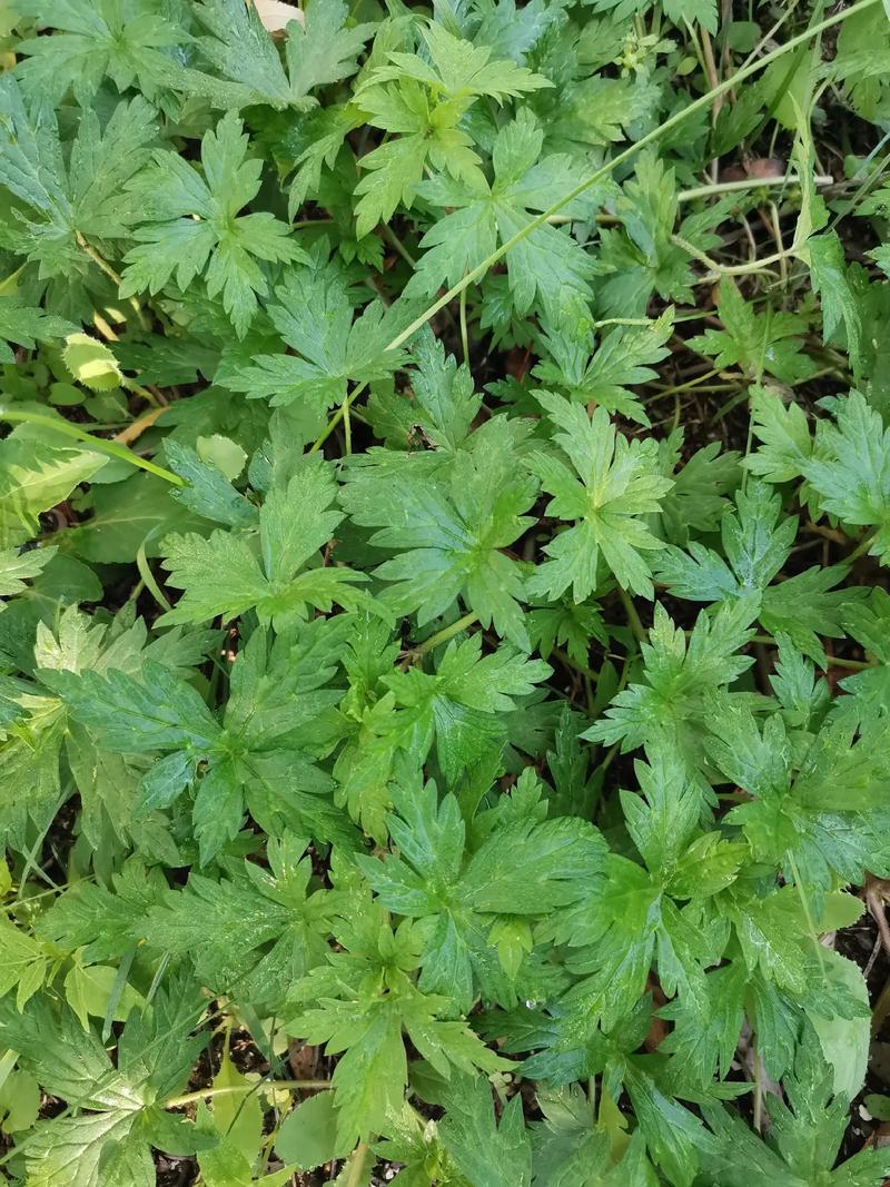 鼠掌老鹳草的养殖方法，鼠掌老鹳草的养殖方法视频？-第4张图片-优品飞百科