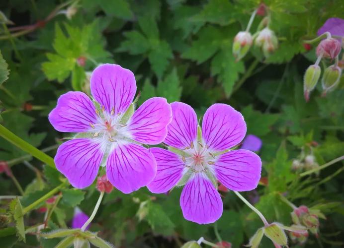 鼠掌老鹳草的养殖方法，鼠掌老鹳草的养殖方法视频？-第5张图片-优品飞百科