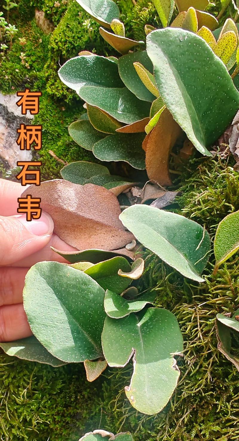 石苇的功效与作用，石韦的功效与作用图片