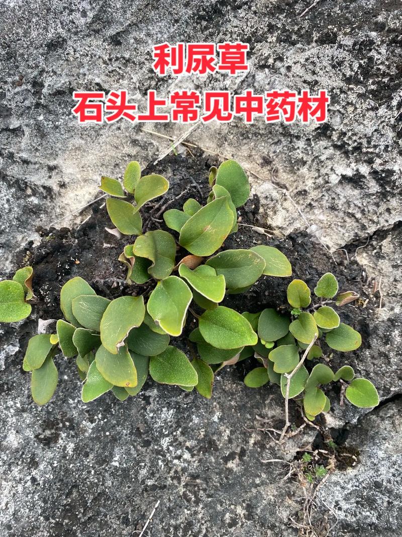 石苇的功效与作用，石韦的功效与作用图片-第3张图片-优品飞百科