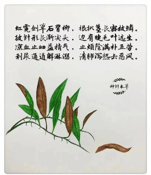 石苇的功效与作用，石韦的功效与作用图片-第4张图片-优品飞百科