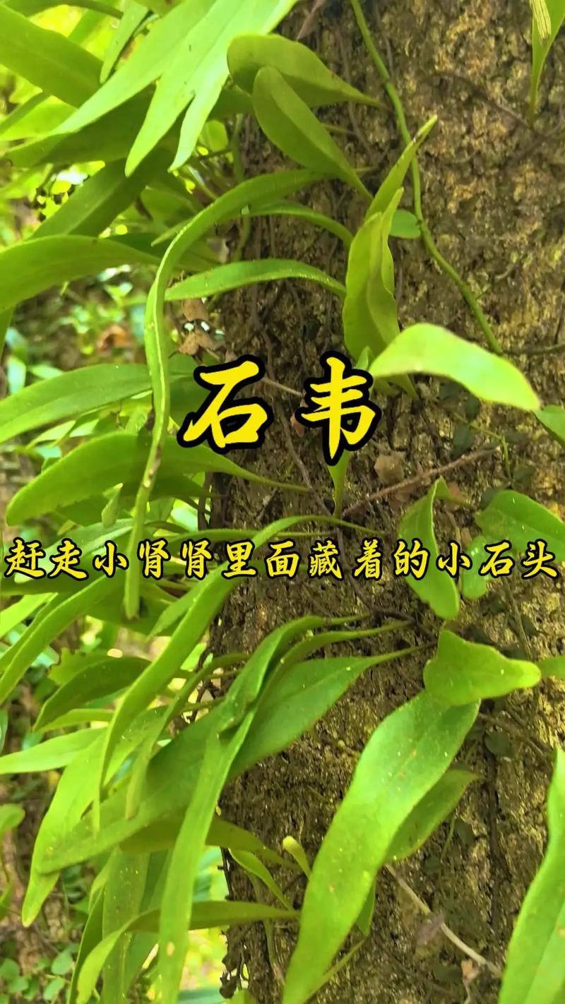 石苇的功效与作用，石韦的功效与作用图片-第5张图片-优品飞百科