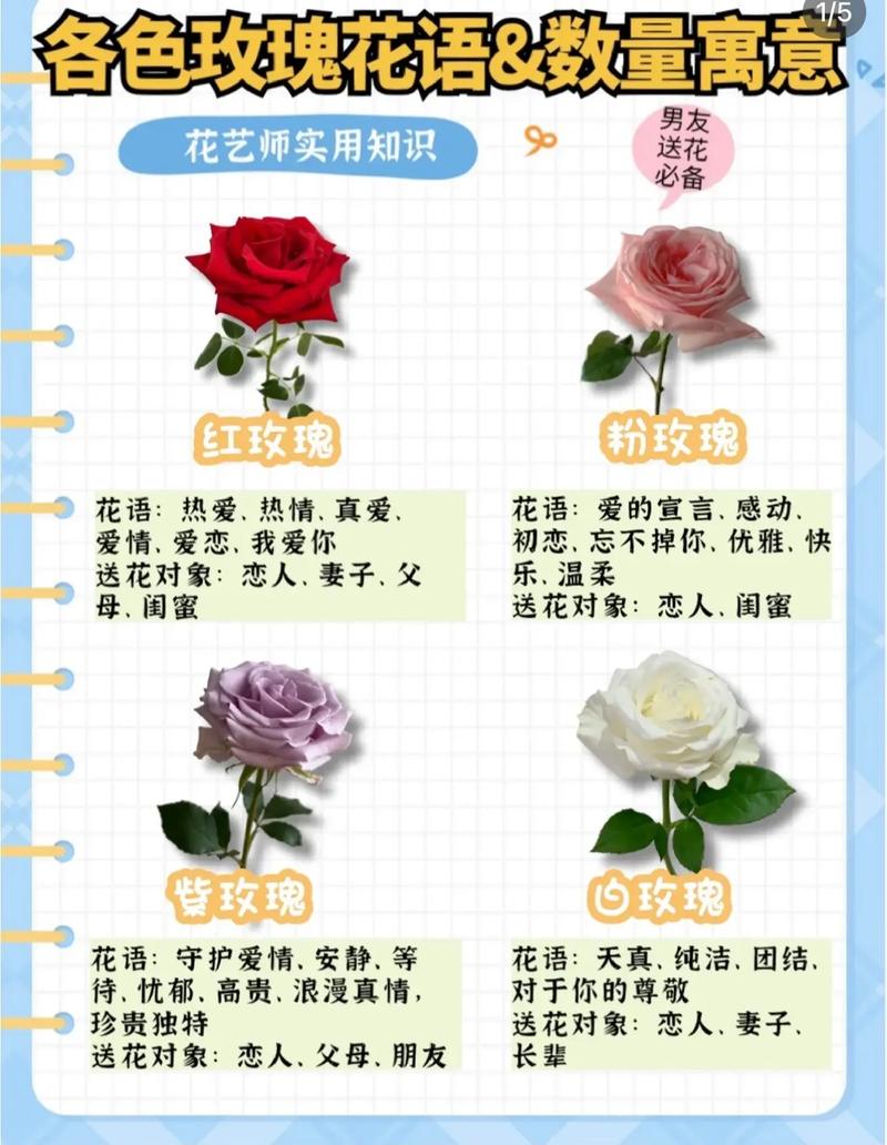 1朵玫瑰花代表的含义，一朵玫瑰花代表什么？-第4张图片-优品飞百科