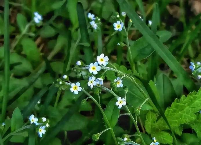附地菜能吃吗，附地菜能吃吗,它有何功效？-第1张图片-优品飞百科