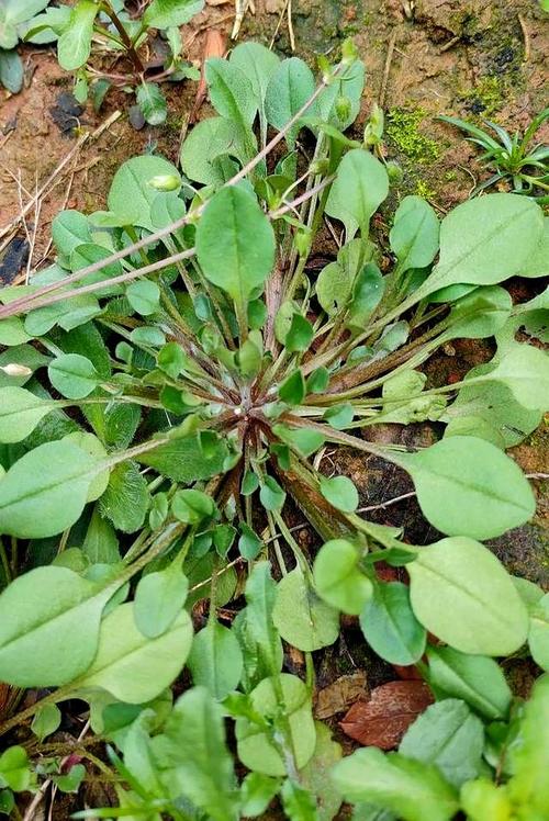 附地菜能吃吗，附地菜能吃吗,它有何功效？-第2张图片-优品飞百科