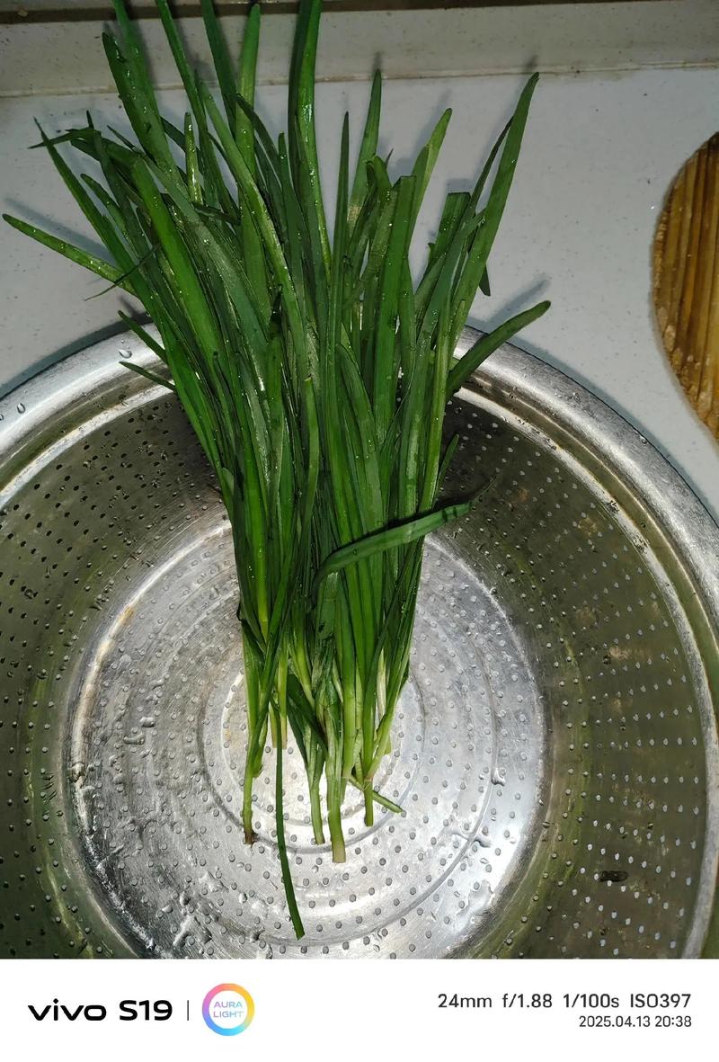 附地菜能吃吗，附地菜能吃吗,它有何功效？-第3张图片-优品飞百科