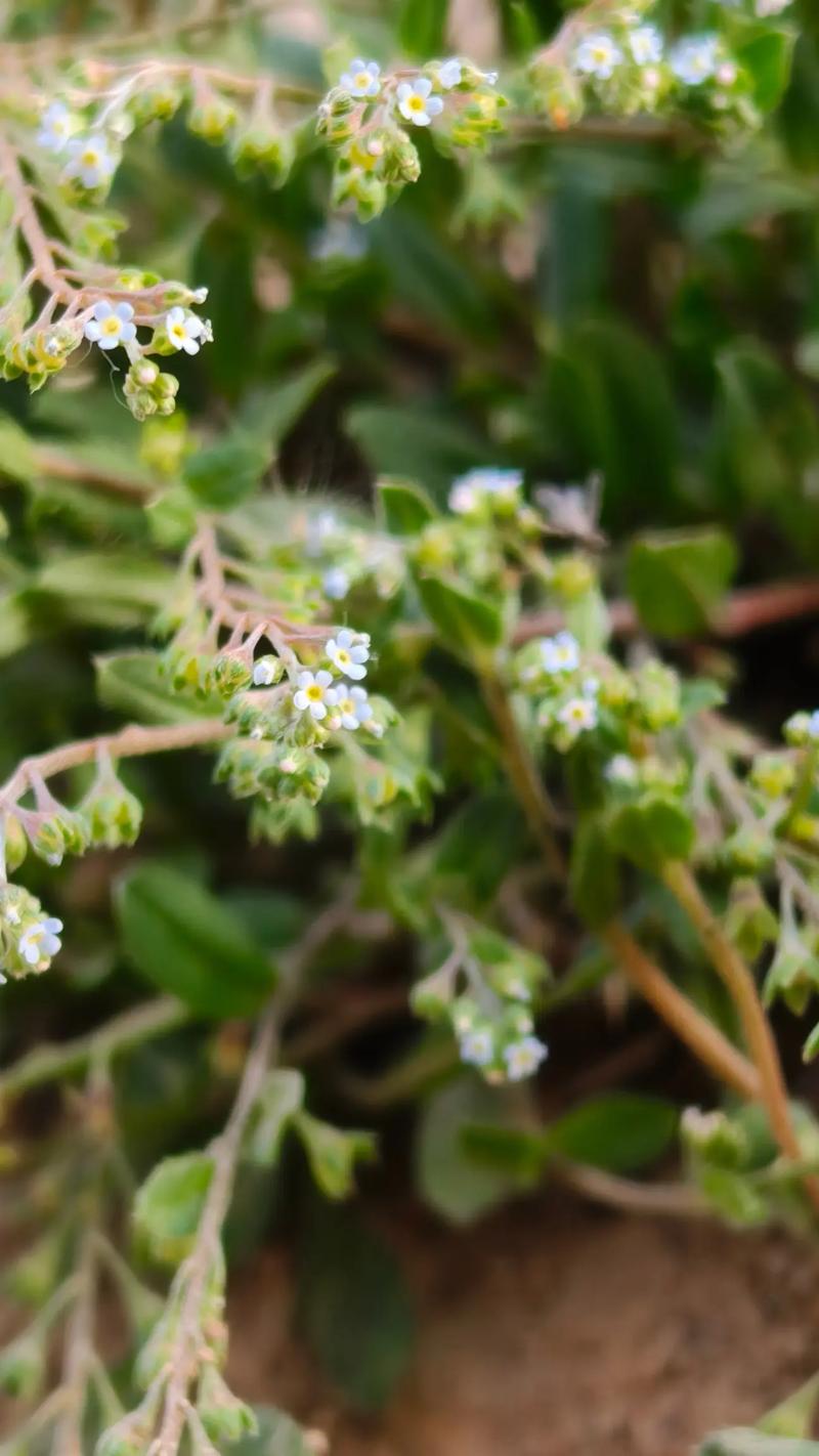 附地菜能吃吗，附地菜能吃吗,它有何功效？-第4张图片-优品飞百科