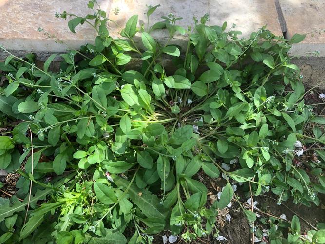 附地菜能吃吗，附地菜能吃吗,它有何功效？-第5张图片-优品飞百科