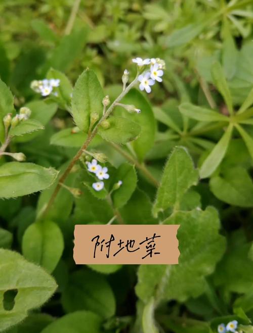 附地菜能吃吗，附地菜能吃吗,它有何功效？-第7张图片-优品飞百科