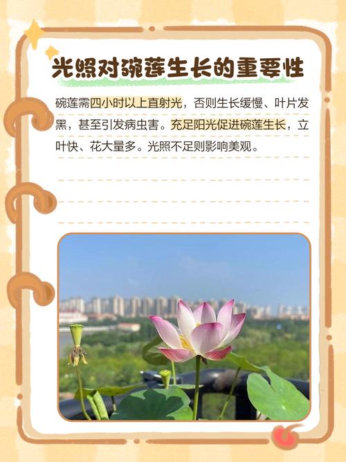 家里为什么不能养荷花，家里养荷花不吉利吗-第1张图片-优品飞百科