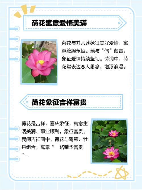 家里为什么不能养荷花，家里养荷花不吉利吗-第3张图片-优品飞百科